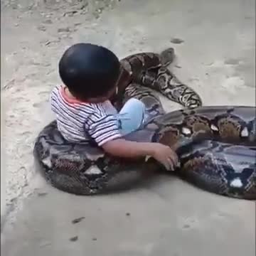 a little boy's friendship with a giant python that can't be separated record in the world