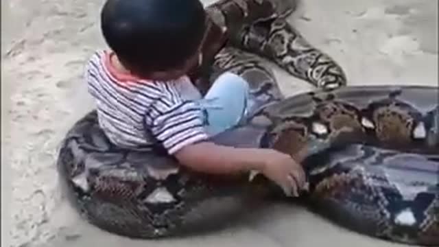 a little boy's friendship with a giant python that can't be separated record in the world