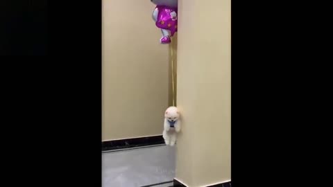 The dog hanging under the balloon