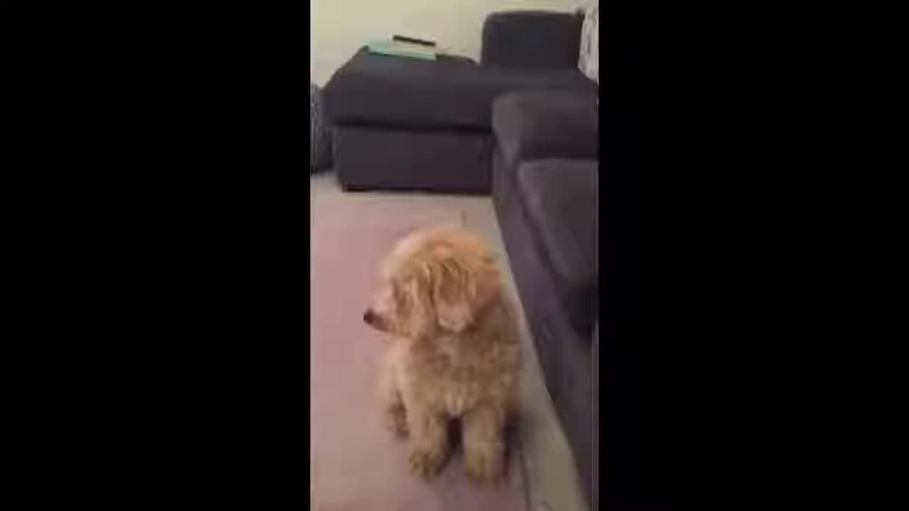 Dogs funny reaction to middle finger | dog hates being flipped off!