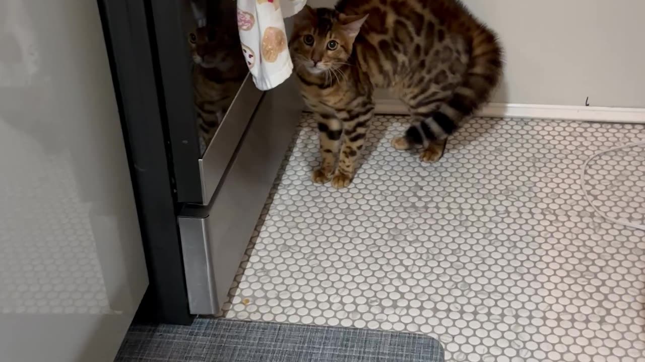 My Cat's Reaction to Me Wearing a Hair Towel