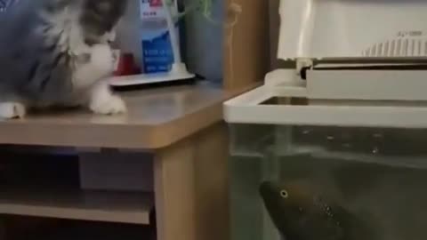 Cat caught the fish Viral Video TikTok #Short.