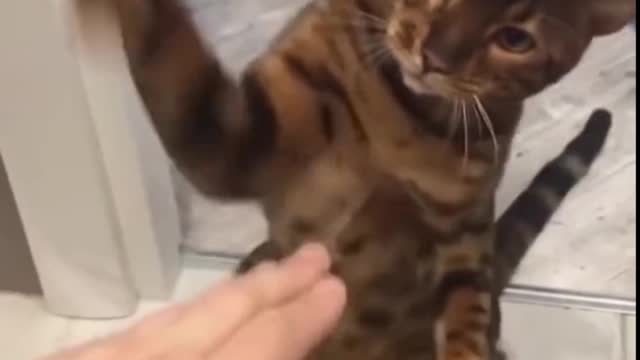 Funniest Cats