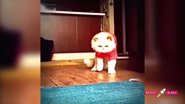 Funny dancing cats compilation