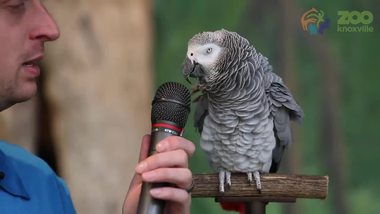 Parrot showed off her vocabulary skills with a 200 sounds and words