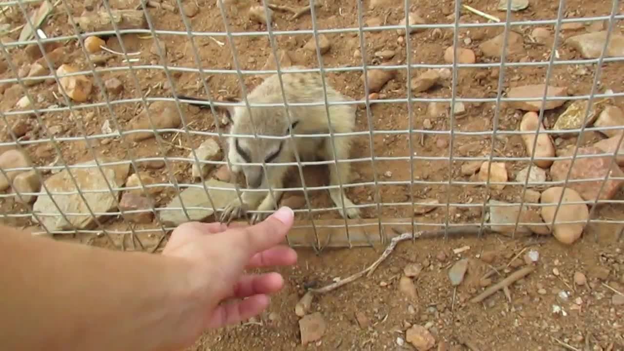 Rescued baby meerkat makes adorable sounds