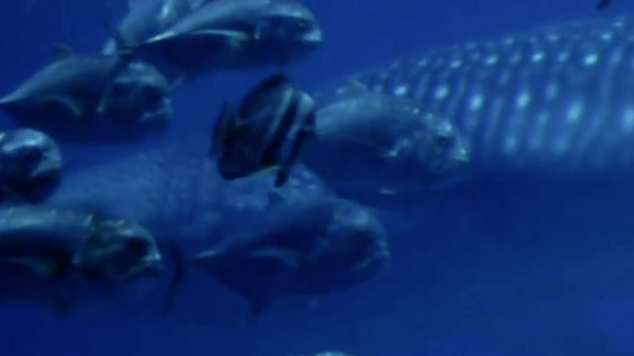 "Unveiling the Majesty of the Blue Whale: Earth's Largest and Most Incredible Creature"