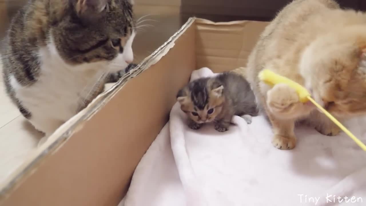 When the cat family played with cat tail!lol