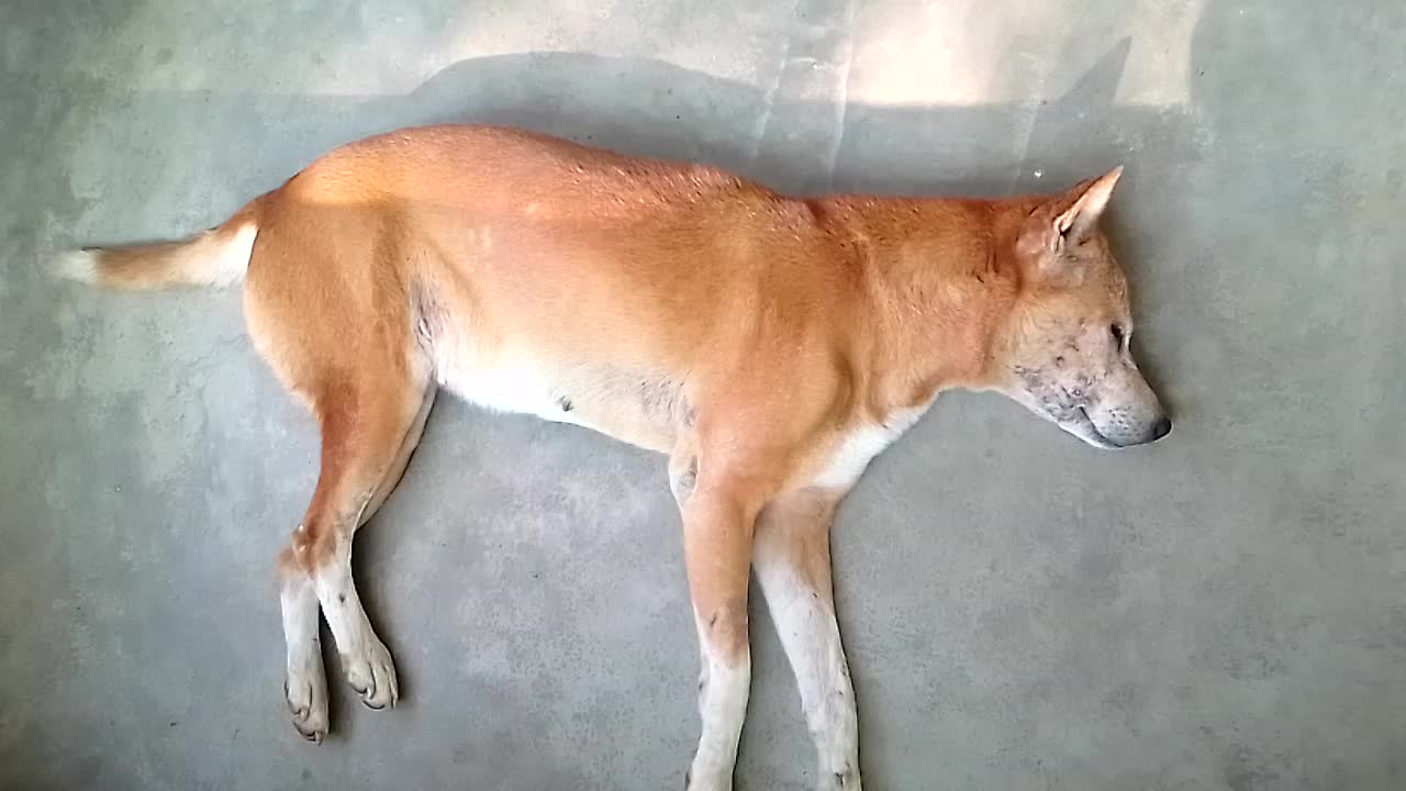 Very Lazy DOG In The WORLD | Day Night Sleeping | Don't care Any body Crazy /😄😄Funny video