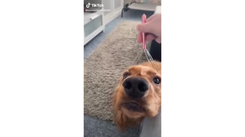 Compilation of Funny DOG Videos!