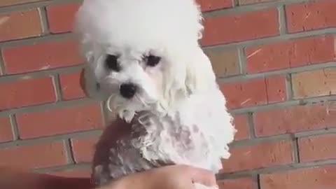 Cute and funny animals