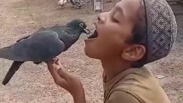Feeding the pigeon