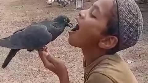 Feeding the pigeon