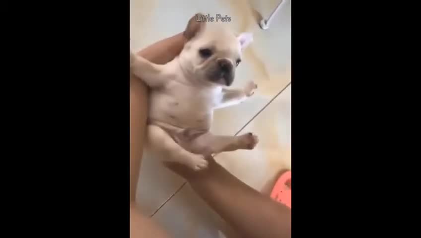 Watch This Cute Adorable Puppy