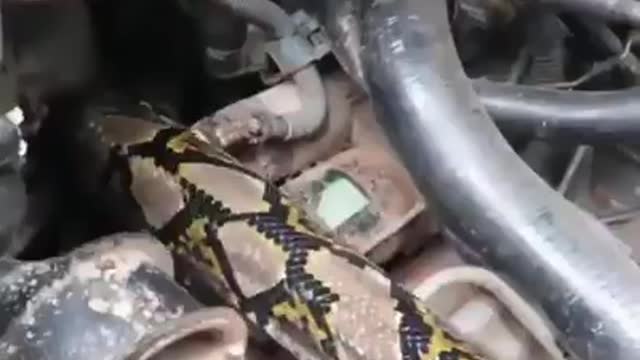 Piton snake in a car dashboard