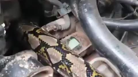 Piton snake in a car dashboard