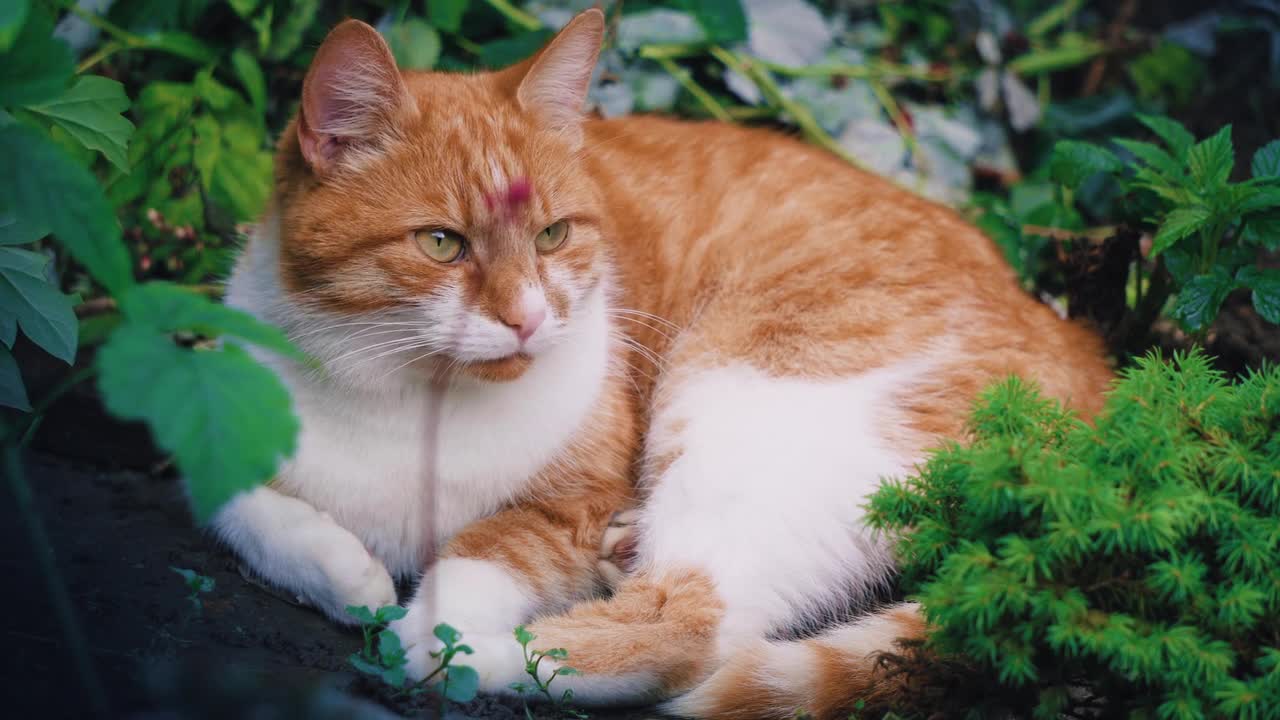 Funniest Dogs And Cats Videos πΆπ» - Best Funny Animal Videos Of The 2022 part #2