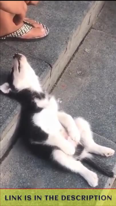 Try Not To Laugh - Funny Dogs Videos Compilation - Adorable Dogs 🐶