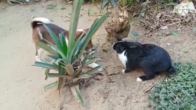 Rabbit vs. dog fighting