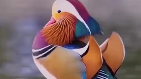 Beautiful bird with rainbow colors