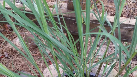 Lemon Grass - Edible Plant Identification