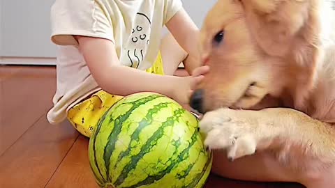 After eating watermelon, dogs know what's fair