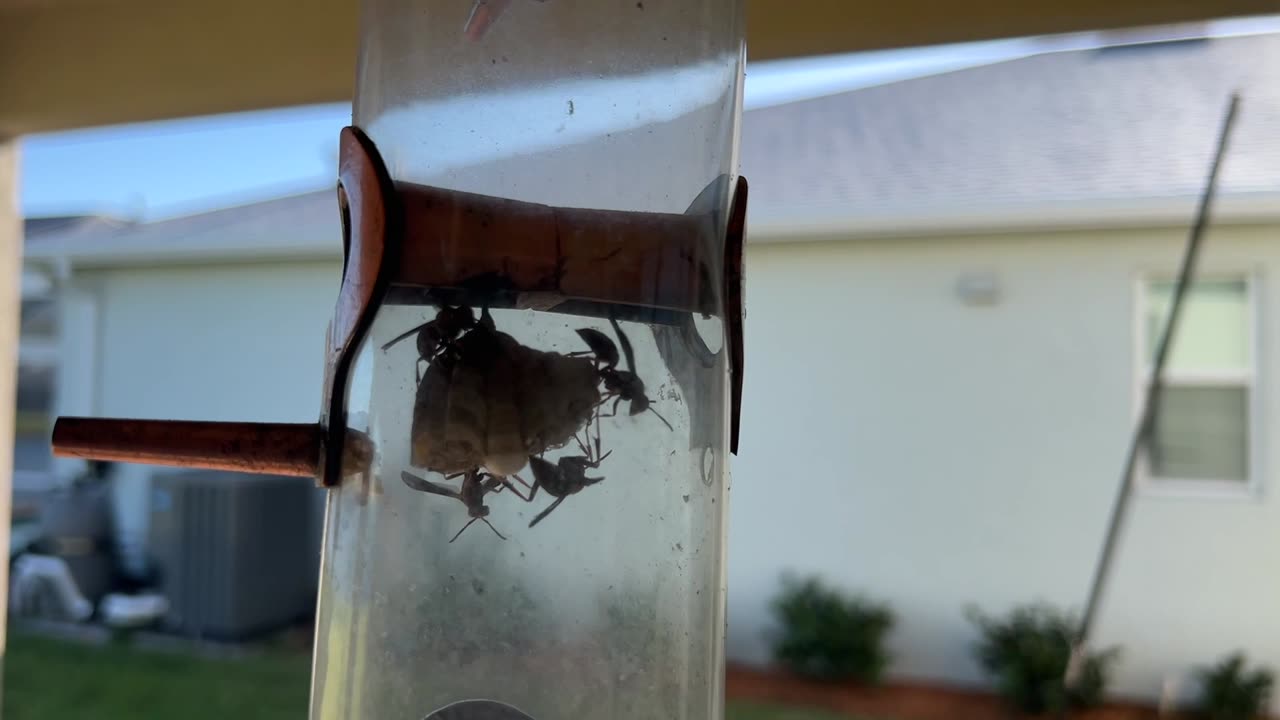 The Mud Wasp Gang