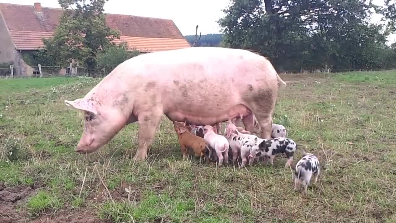 A pig with her 13 babies