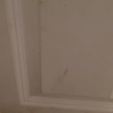 Cat greets owner by the front door