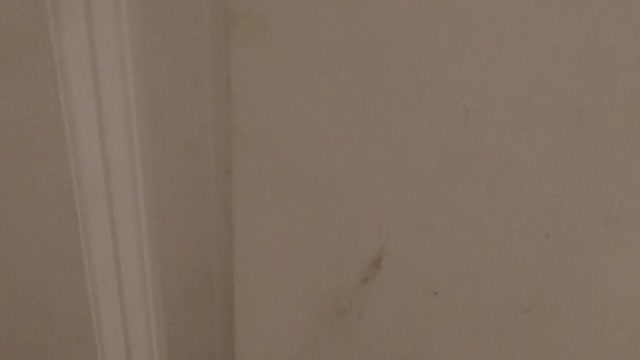 Cat greets owner by the front door