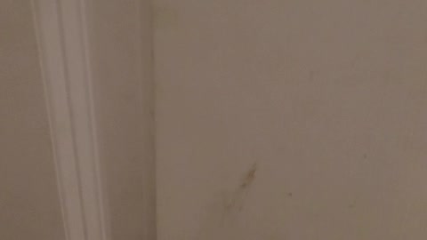 Cat greets owner by the front door