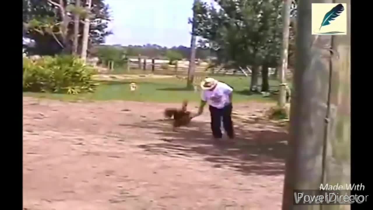 Fun Versus Kids Chickens - Try not to Laugh