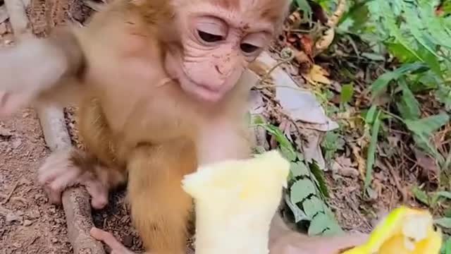 Why Do Monkeys Love Bananas?