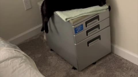 Adopting a Cat from a Shelter Vlog - Precious Piper Doing a Long Kitty on the File Cabinet #shorts