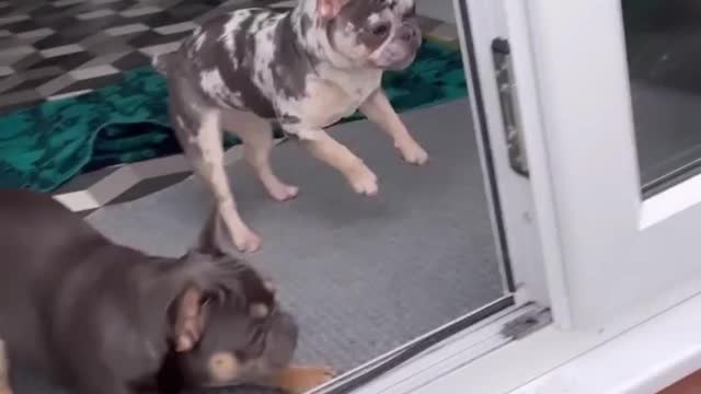 FUNNY DOGS: The girls need their mouths washing out LOL