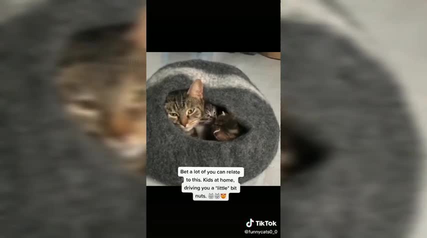 Cat funny videos