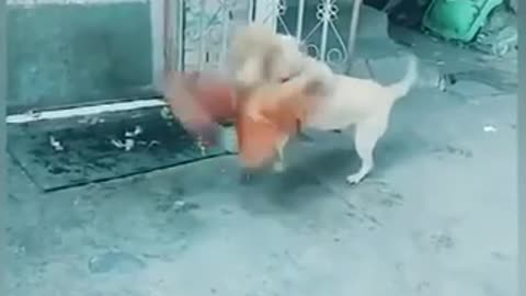 Chicken & Dog Fighting