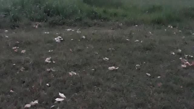 Funny Boy Magic Show