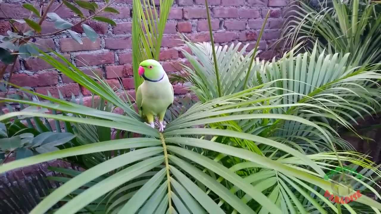 Natural Parrot sound