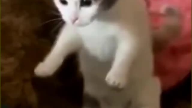 Cute Cat - Funny Animals #cat #cutecat #dog-5