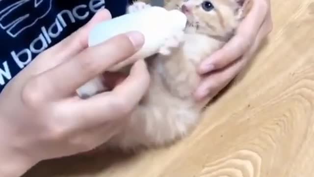 Cute baby cat drink milk 🤯