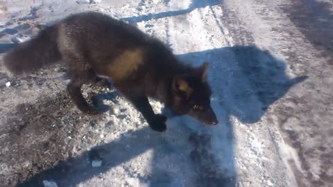 Fearless Black Fox