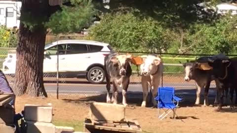 Brown oxen standing still near fence