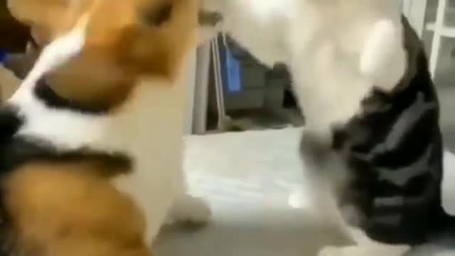 A dog and a cat are arguing
