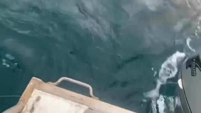 Shark goes CRAZY on fishing boat