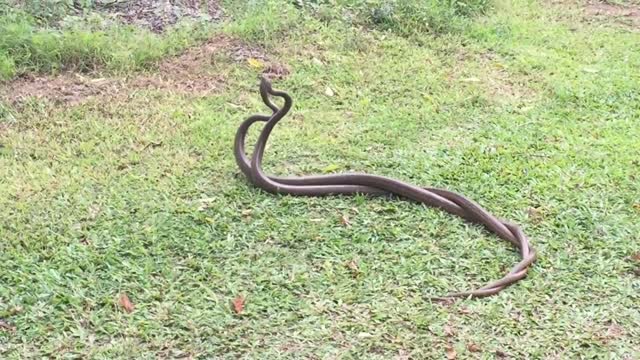 A wonderful Love. Snake love in peaceful atmosphere.