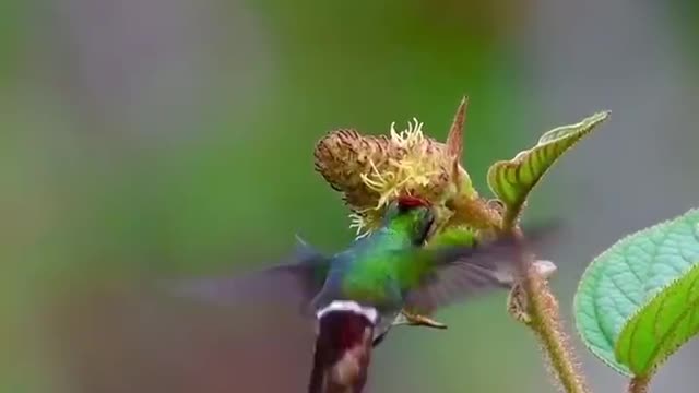 A bird that eats buds. This must be delicious