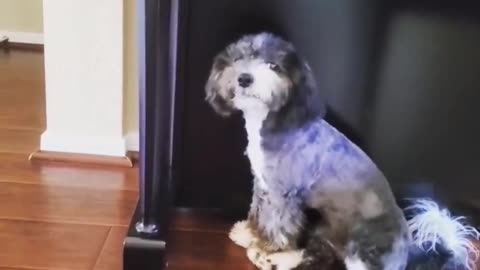 Funny cute pets # cutecute