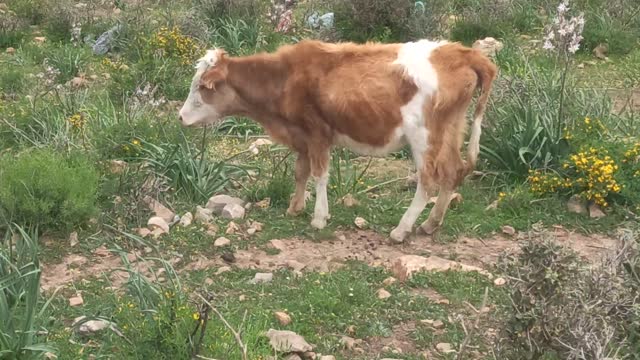 A cow in a mountain pasture