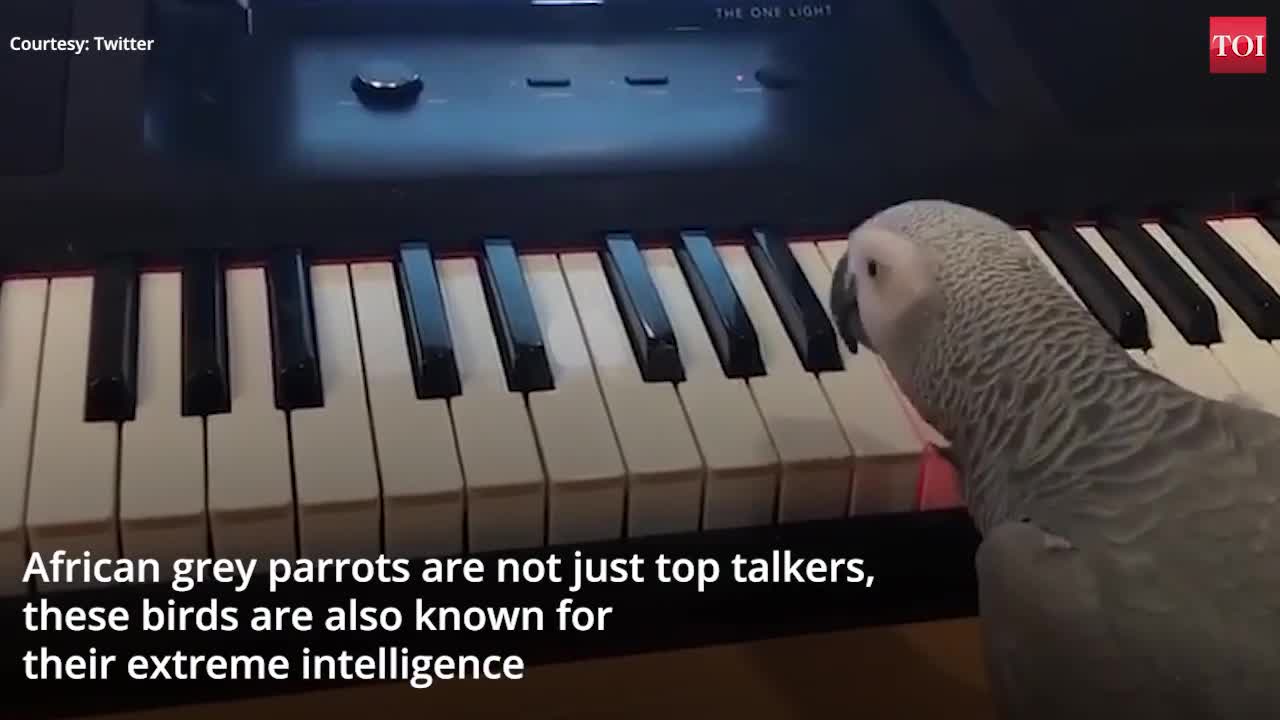 Amazing! African grey parrot plays tune on piano in parrot,,,